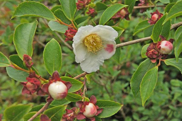 Pink Stewartia